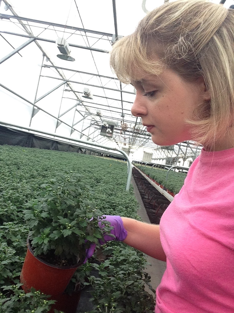 A woman inspects a mum plant up close.